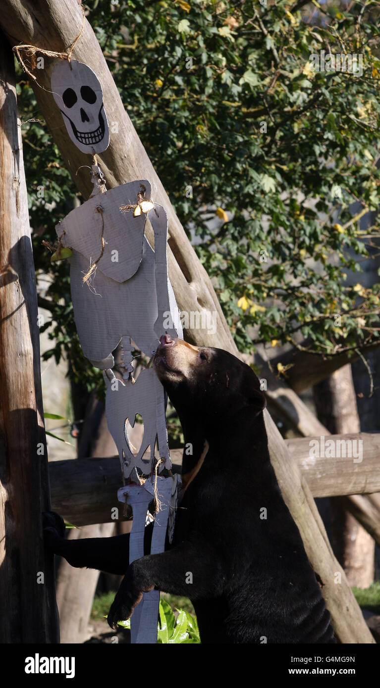 A sun bear at Edinburgh Zoo plays with a Halloween skeleton cut out
