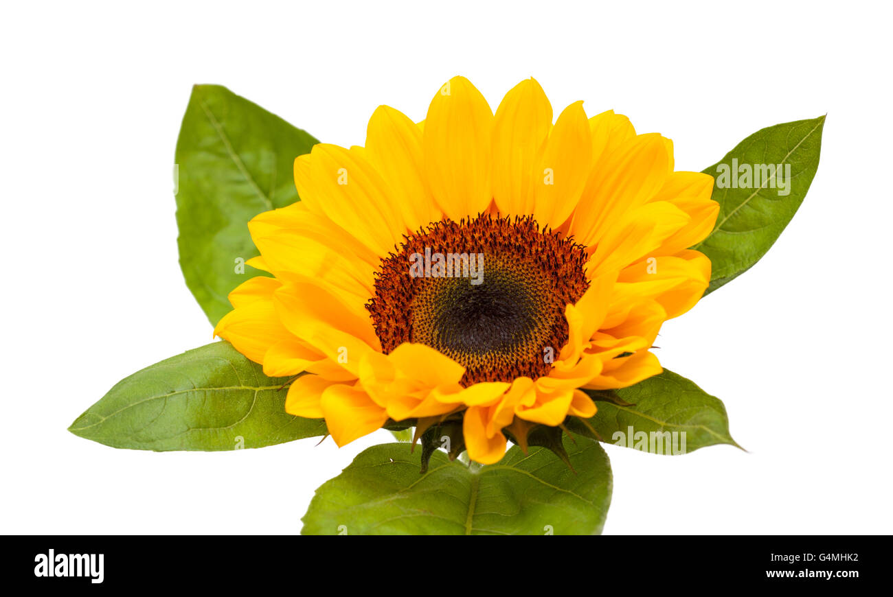 yellow sunflower isolated on white background Stock Photo - Alamy
