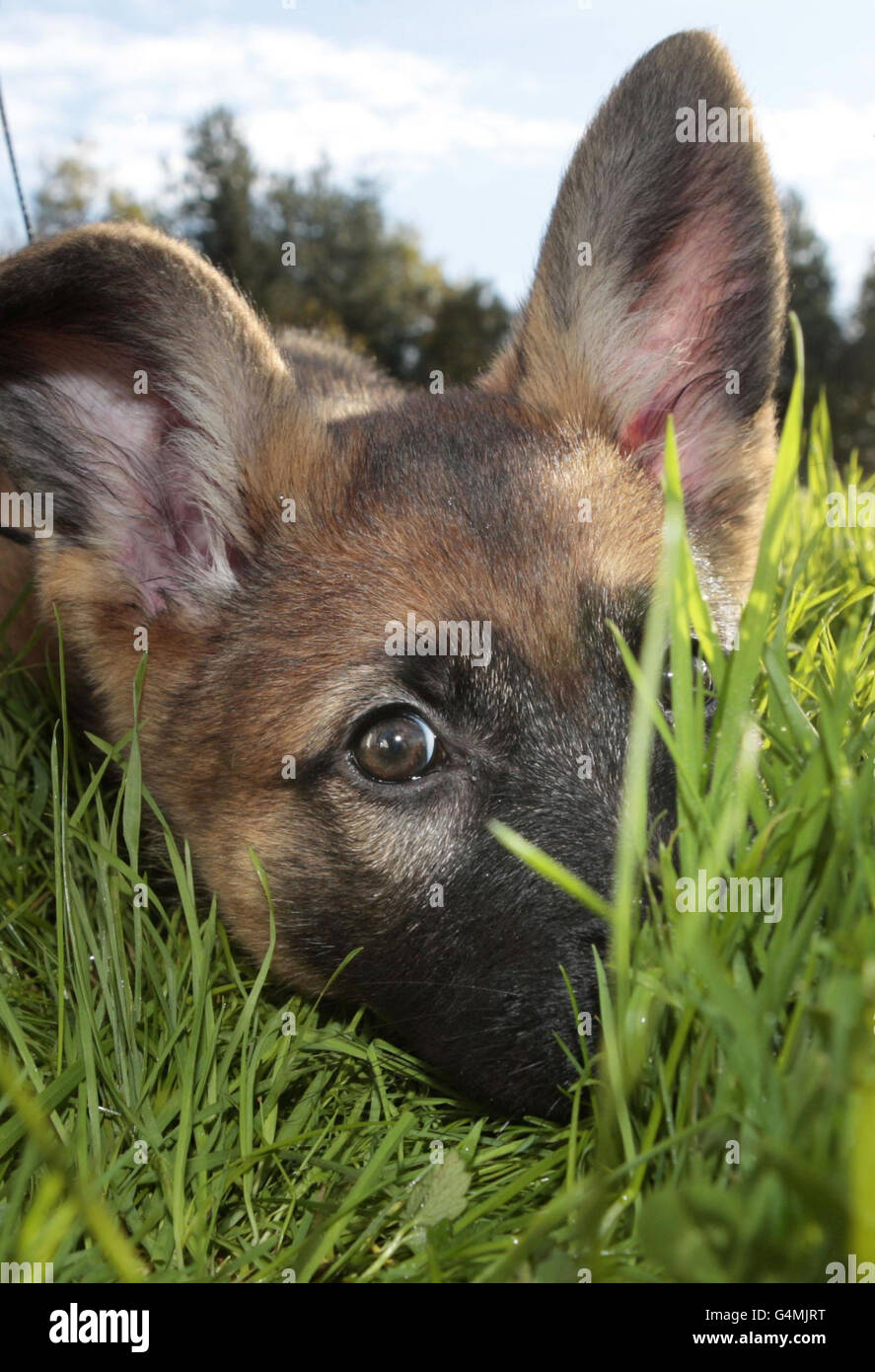 at-what-age-do-police-dogs-start-training