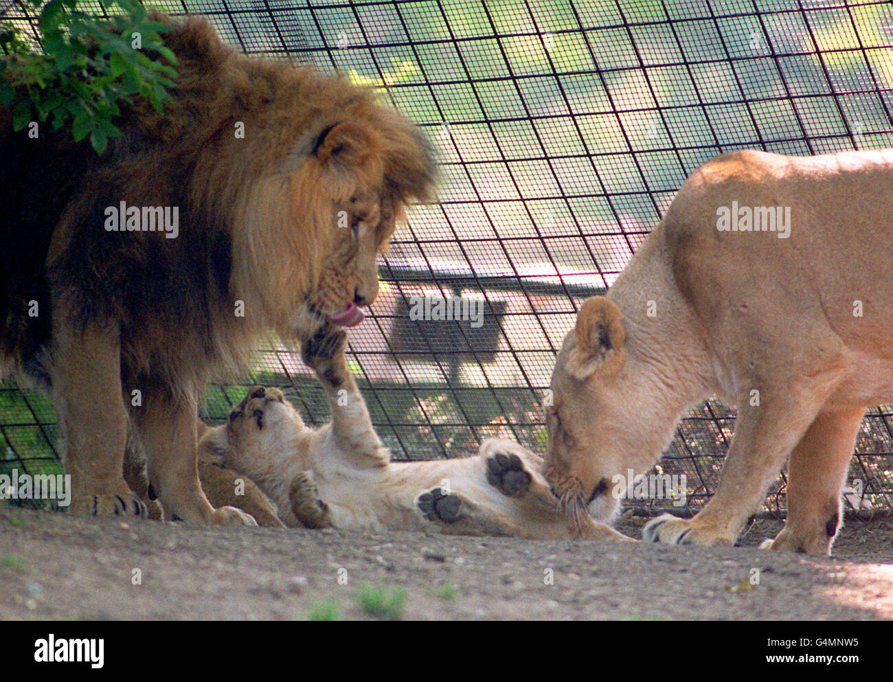 First time dad, Kamal (left) meets his unnamed daughters for the first time at London Zoo. The two new Asian lion cubs were born on the 16th January 1999 and have been looked after by their mum, Ruchi (right). Stock Photo