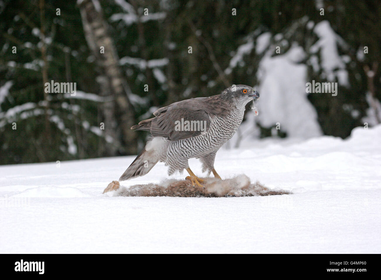 Goshawk, Accipiter gentilis,single adult female feeding on Brown Hare on snow. Taken February. S.E. Finland Stock Photo
