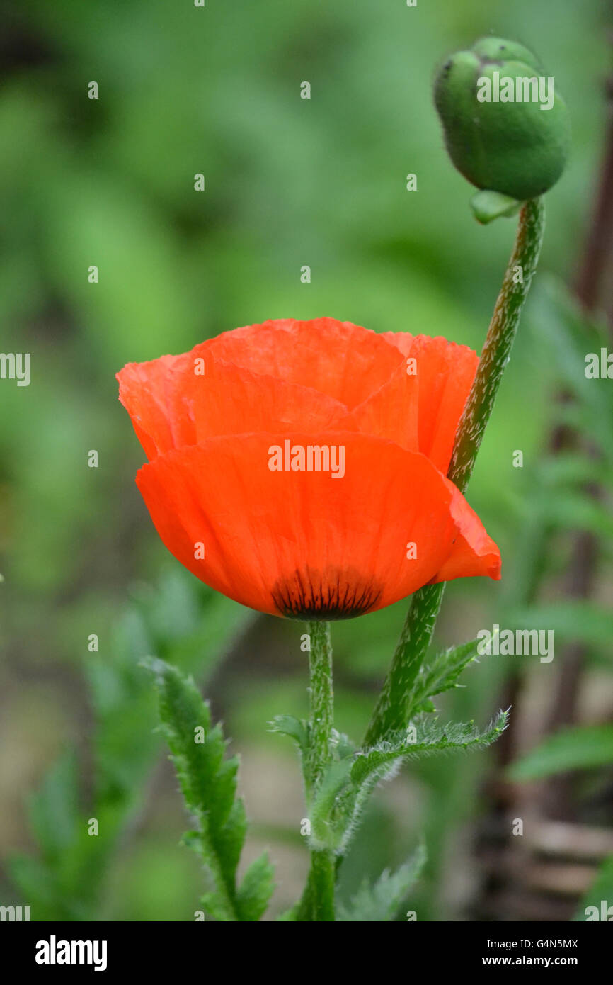 Papaver pizzicato poppy bud and flower in a summer garden Stock Photo