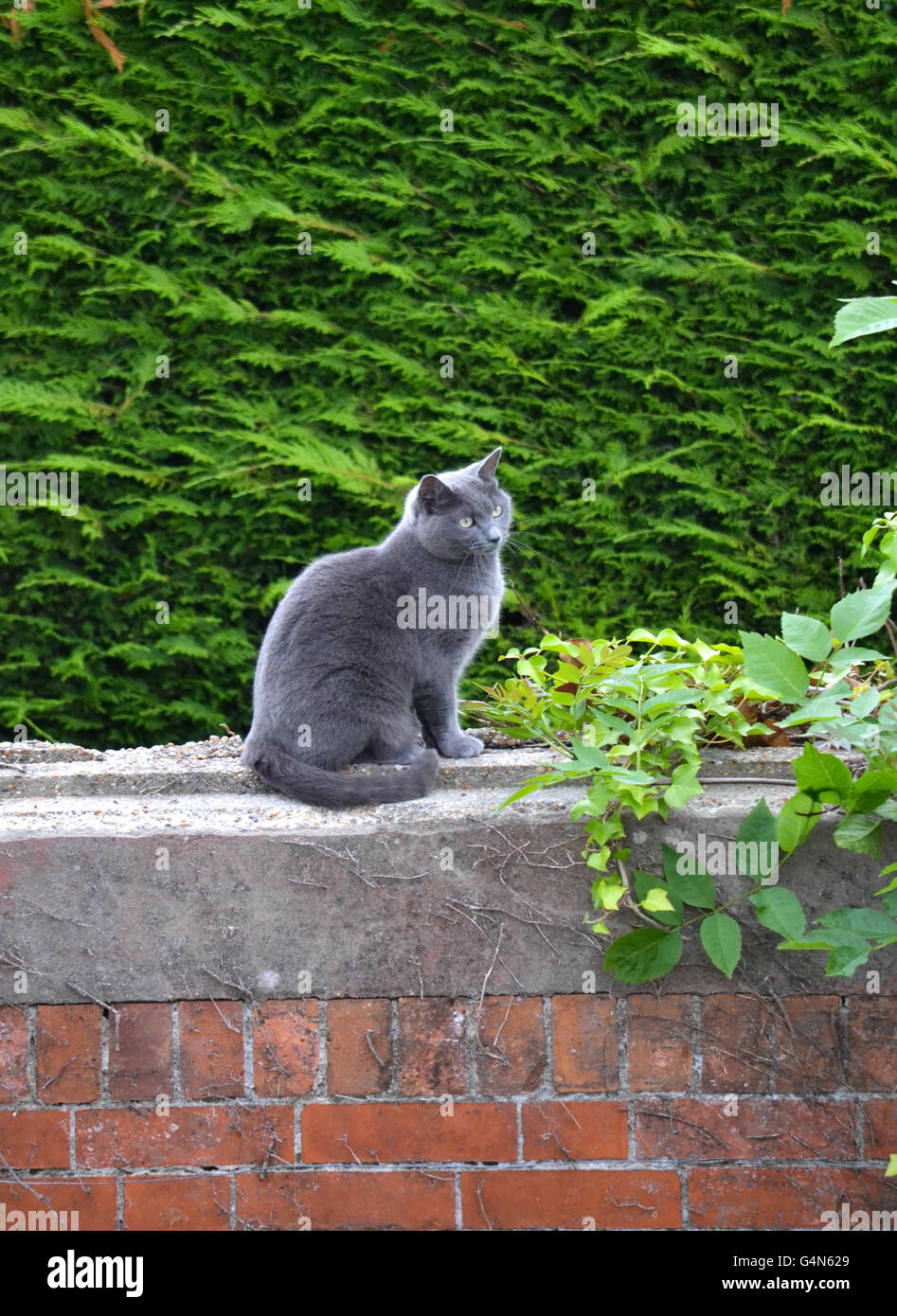 Russian Blue cat on a garden wall, summer, UK Stock Photo