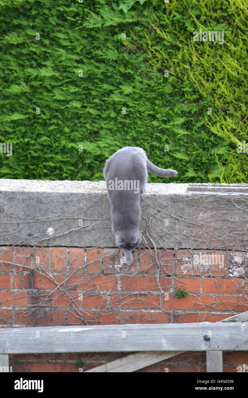 Russian Blue cat on a garden wall, summer, UK Stock Photo