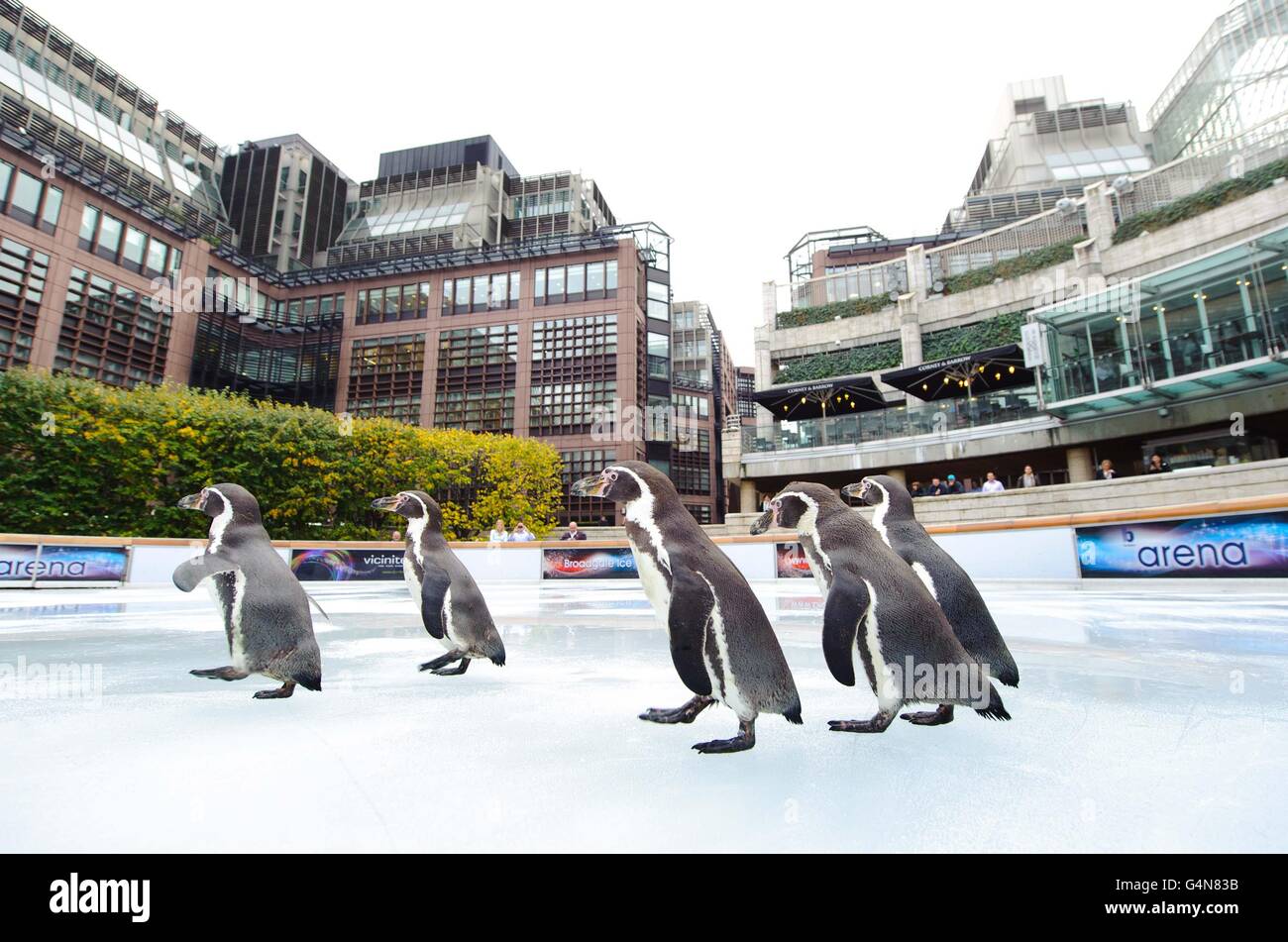 Five Humboldt Penguins from Heythrop Zoological Gardens, Oxfordshire, enjoy the ice at the Broadgate Ice rink, situated in the Broadgate Circle in London, before it was opened to the public for the winter season. Stock Photo