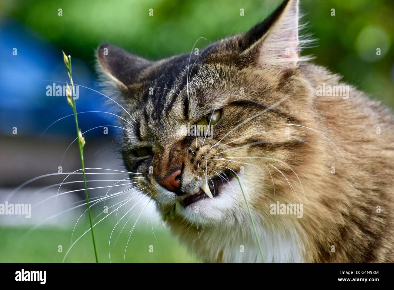 A fierce male cat growling with his fangs out Stock Photo