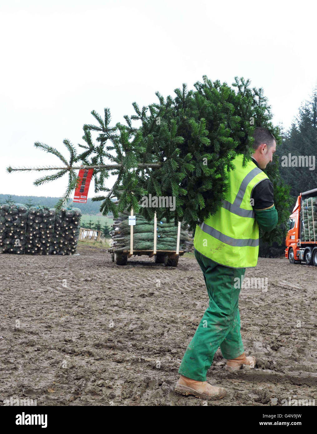 Garden centre tree delivery hires stock photography and images Alamy