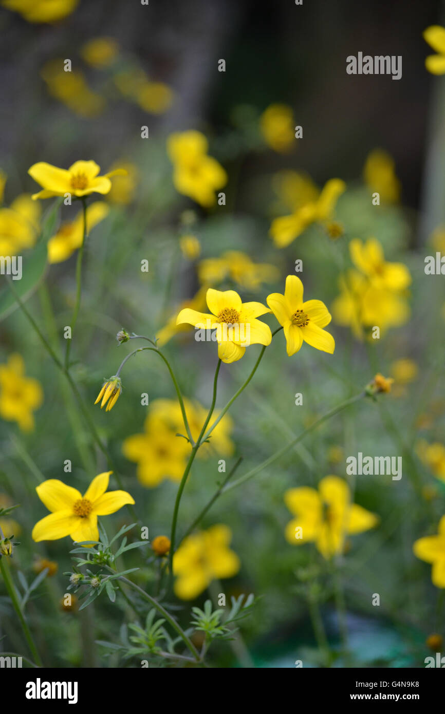 Bidens aurea plant in a summer container Stock Photo