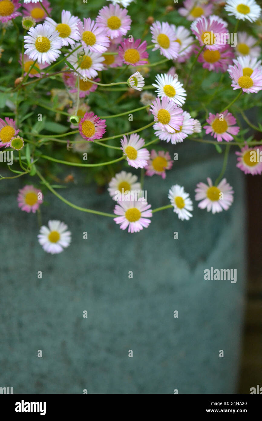 Erigeron karvinskianus container hires stock photography and images