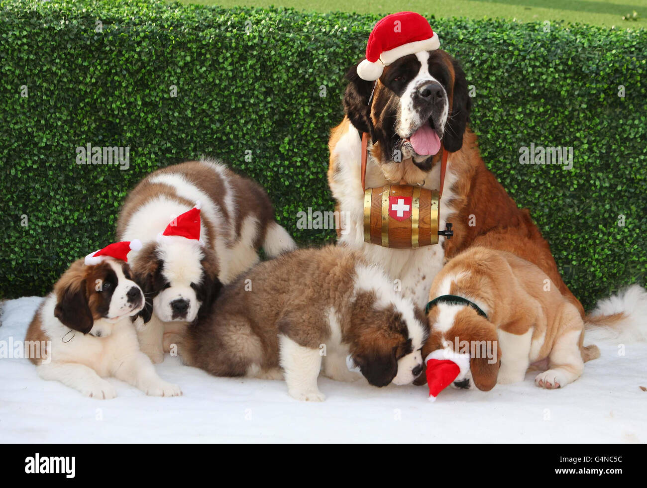 St bernard christmas sales