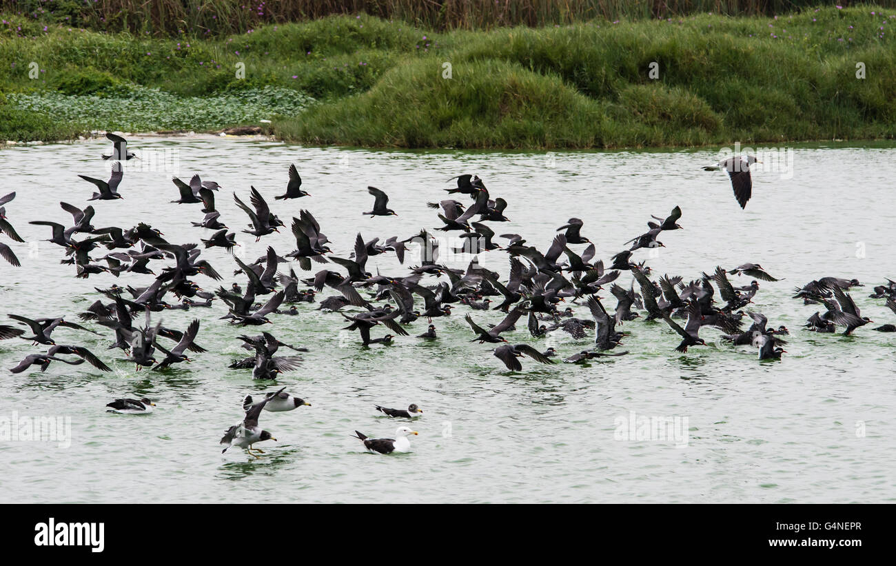 Peru. Lima. Bird Sanctuary Pantanos de Villa.Gulls,Black Skimmer and the Inca tern. Stock Photo