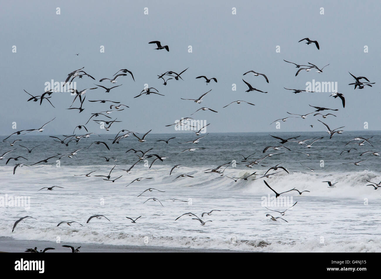 Peru. Lima. Bird Sanctuary Pantanos de Villa.Gulls,Black Skimmer and ...