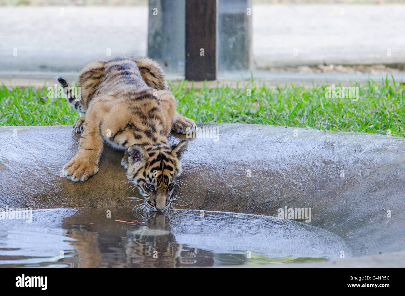 Three months old Sumatran tiger cub drinking from the pond in Australia Zoo Stock Photo