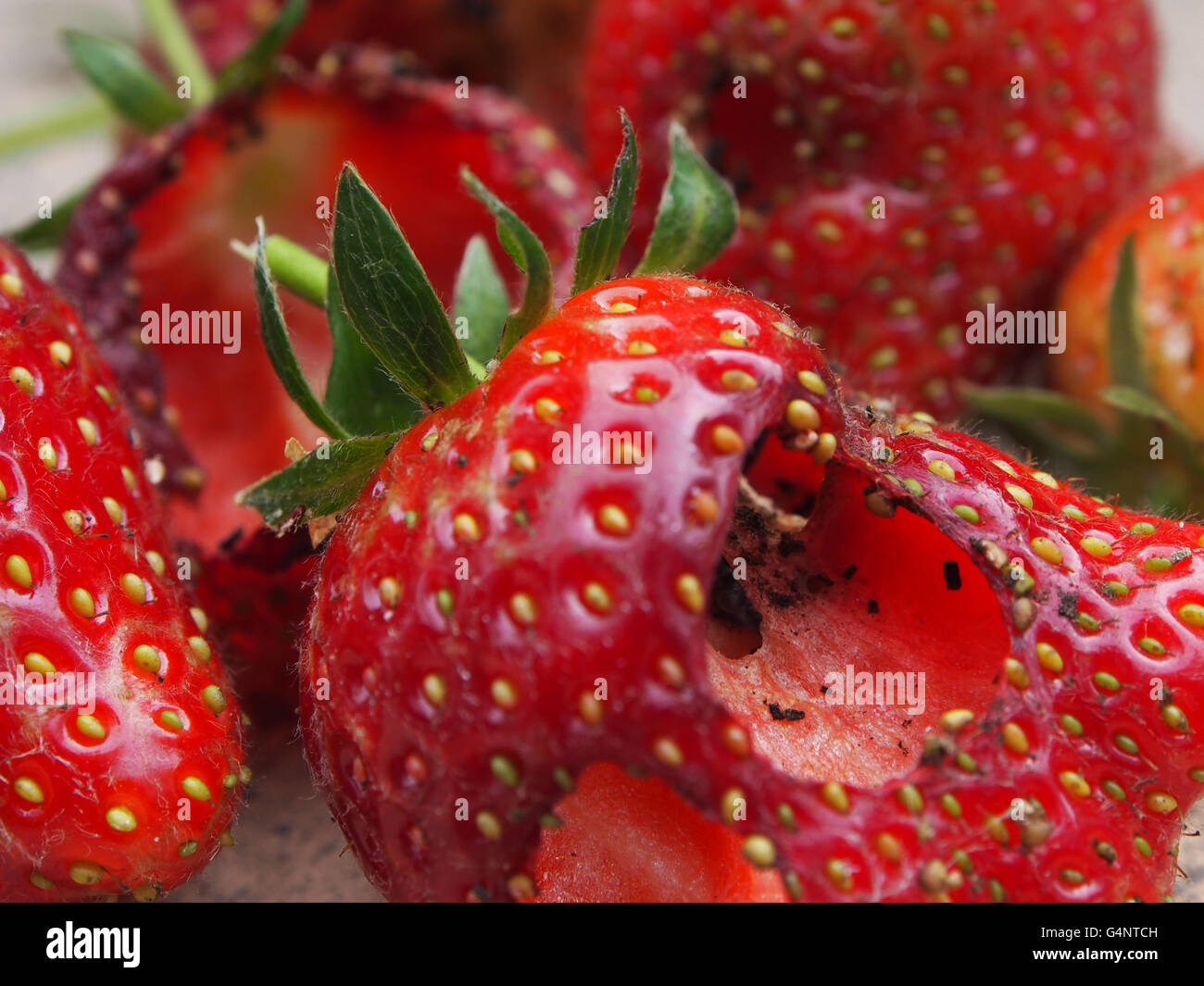 ruined garden strawberries, eaten by pests Stock Photo Alamy