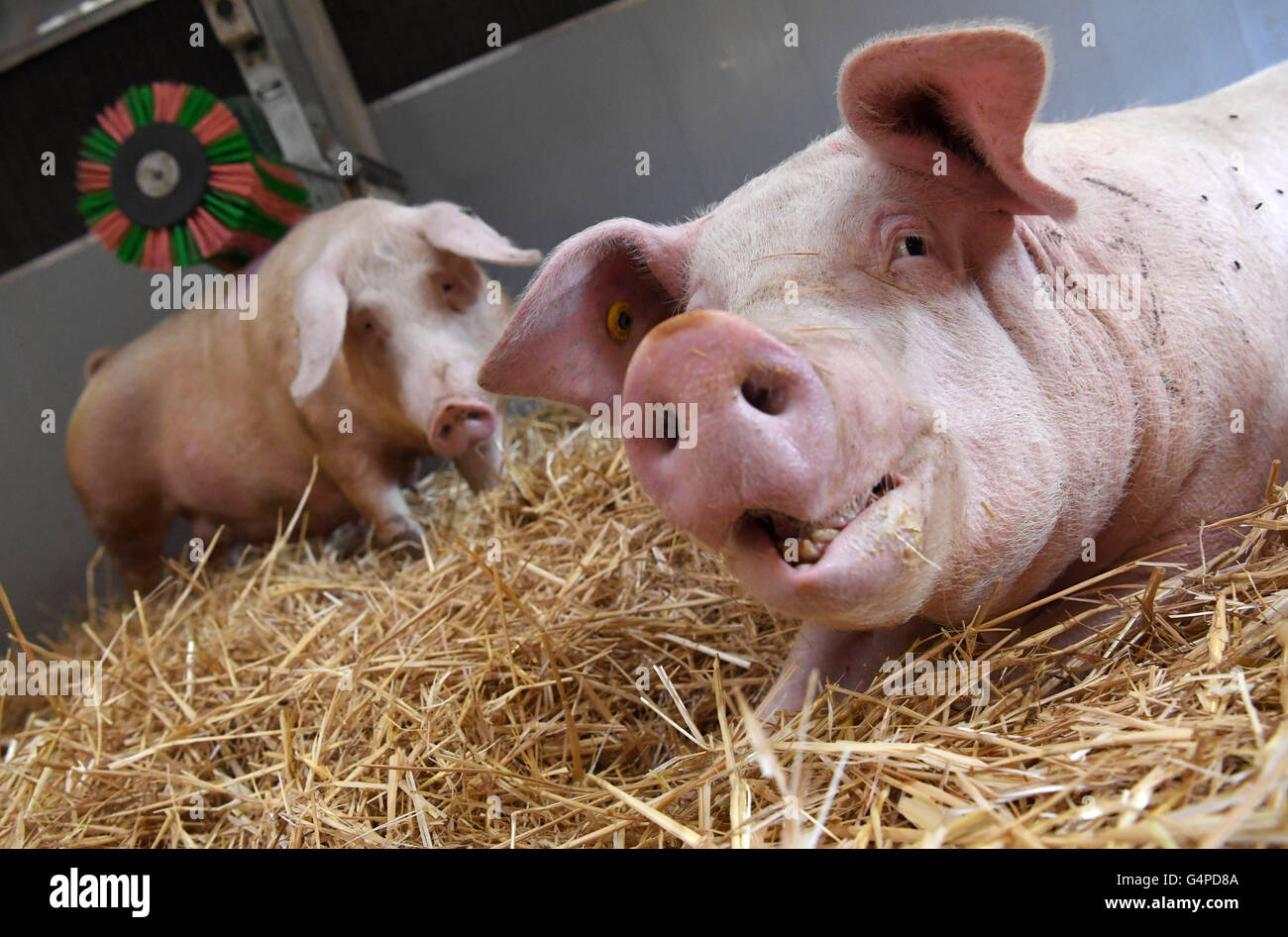 свинья ест рыбу.