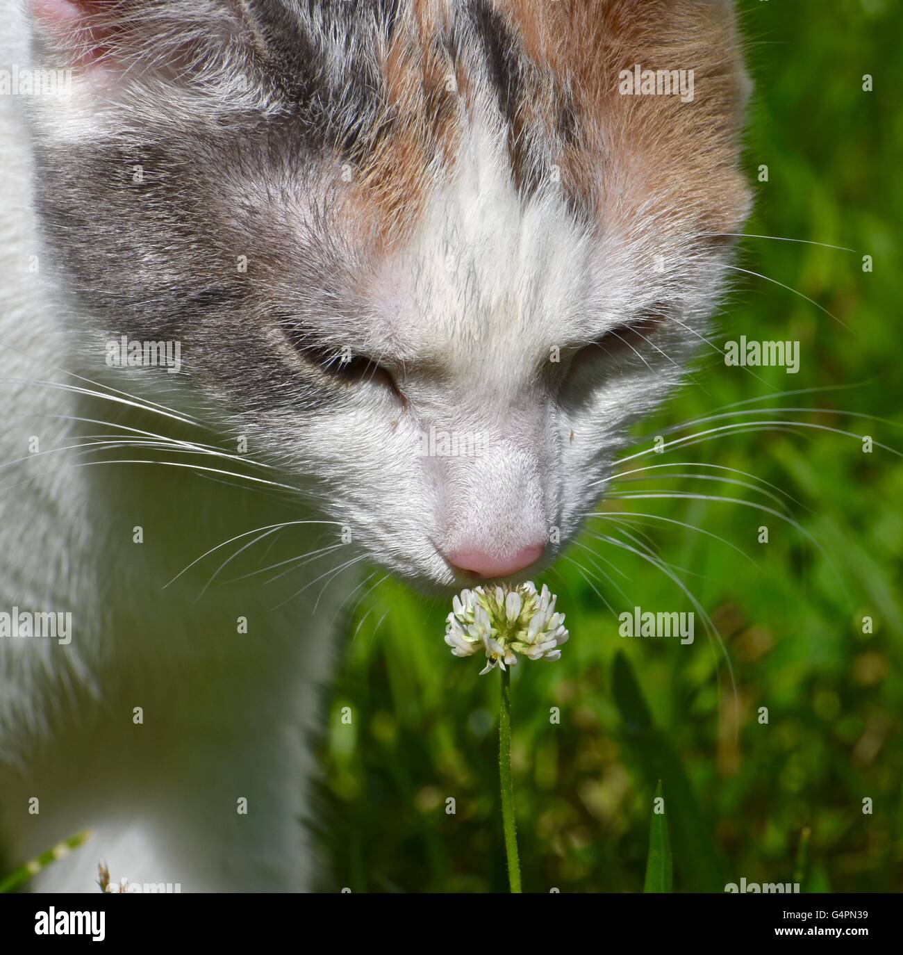 Cat smelling flower hires stock photography and images Alamy