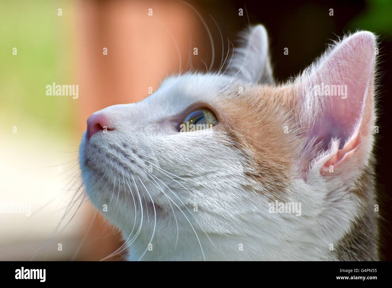 A pretty white cat playing outdoors on a warm summer day Stock Photo ...