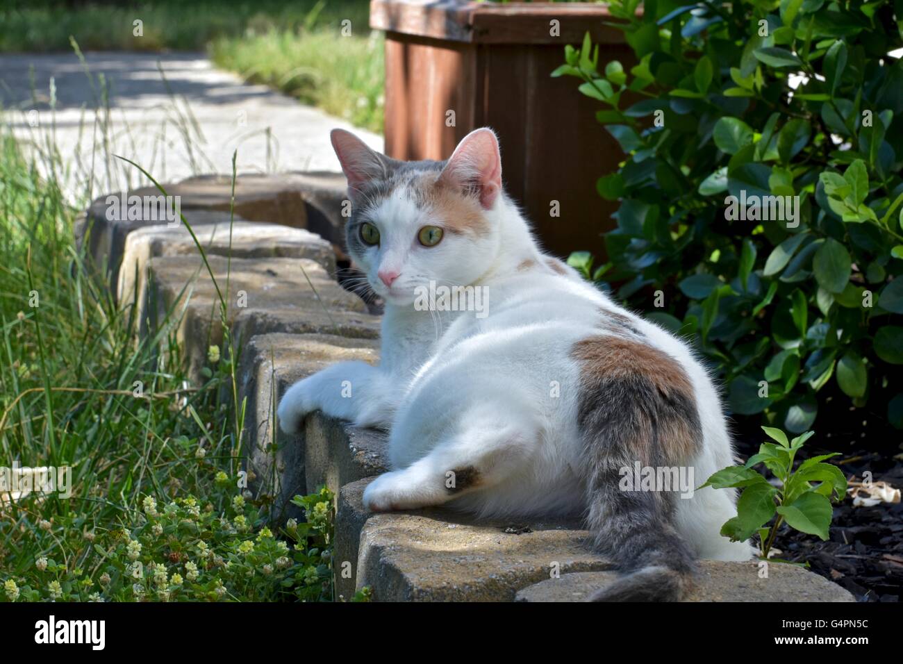 A pretty white cat playing outdoors on a warm summer day Stock Photo ...