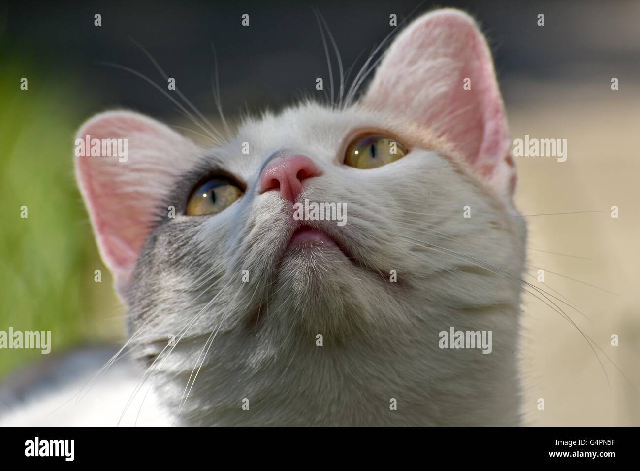 A pretty white cat playing outdoors on a warm summer day Stock Photo ...