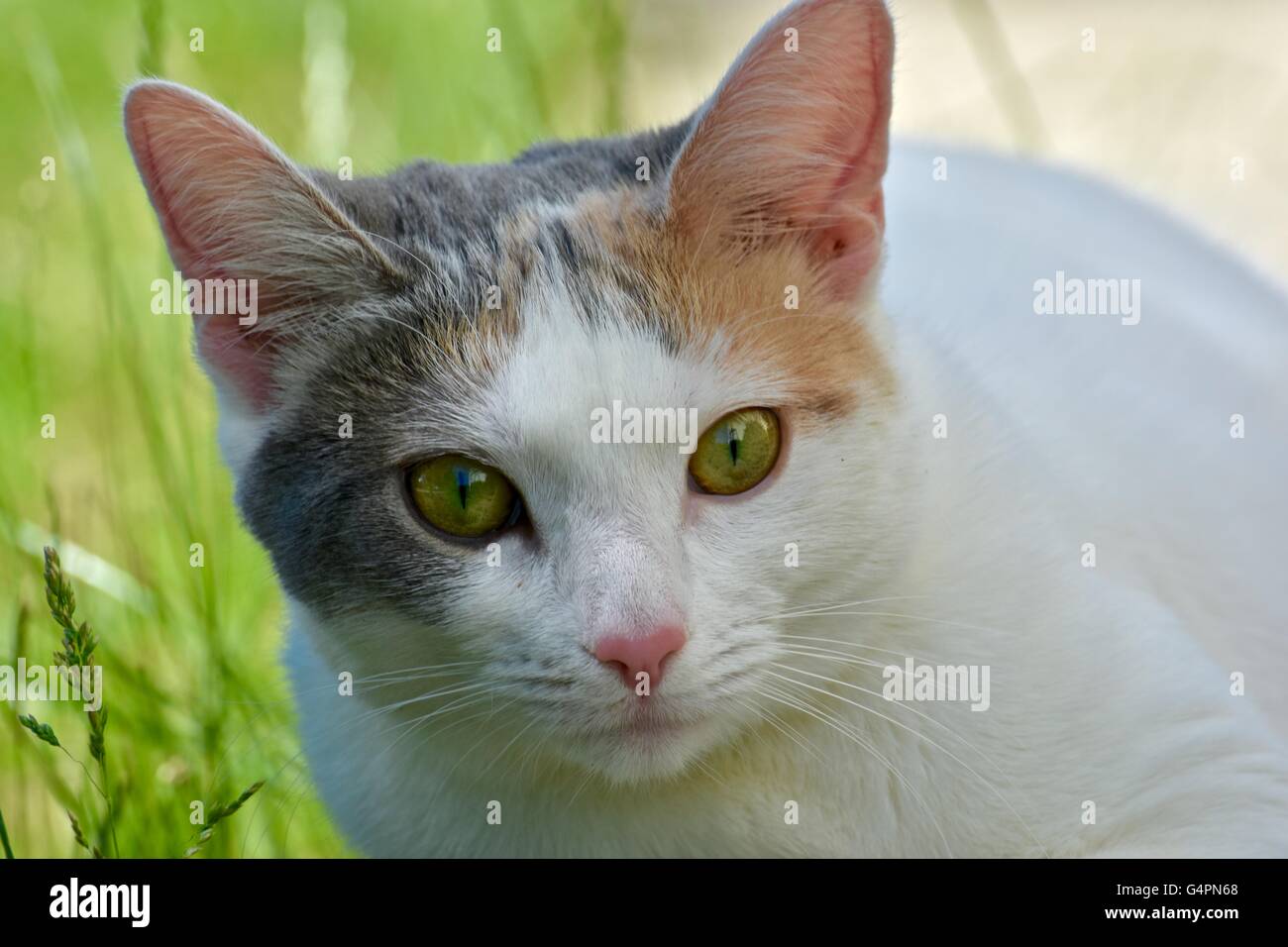 A pretty white cat playing outdoors on a warm summer day Stock Photo ...
