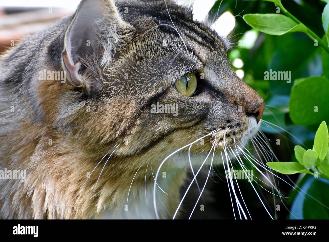 A handsome male cat playing outdoors on a beautiful summer day Stock ...