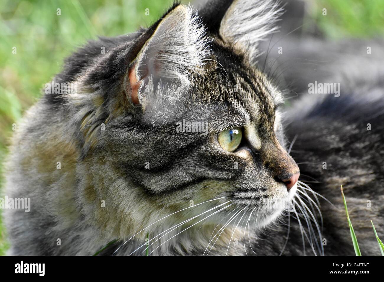 A cute cat playing outside on a nice summer day Stock Photo - Alamy