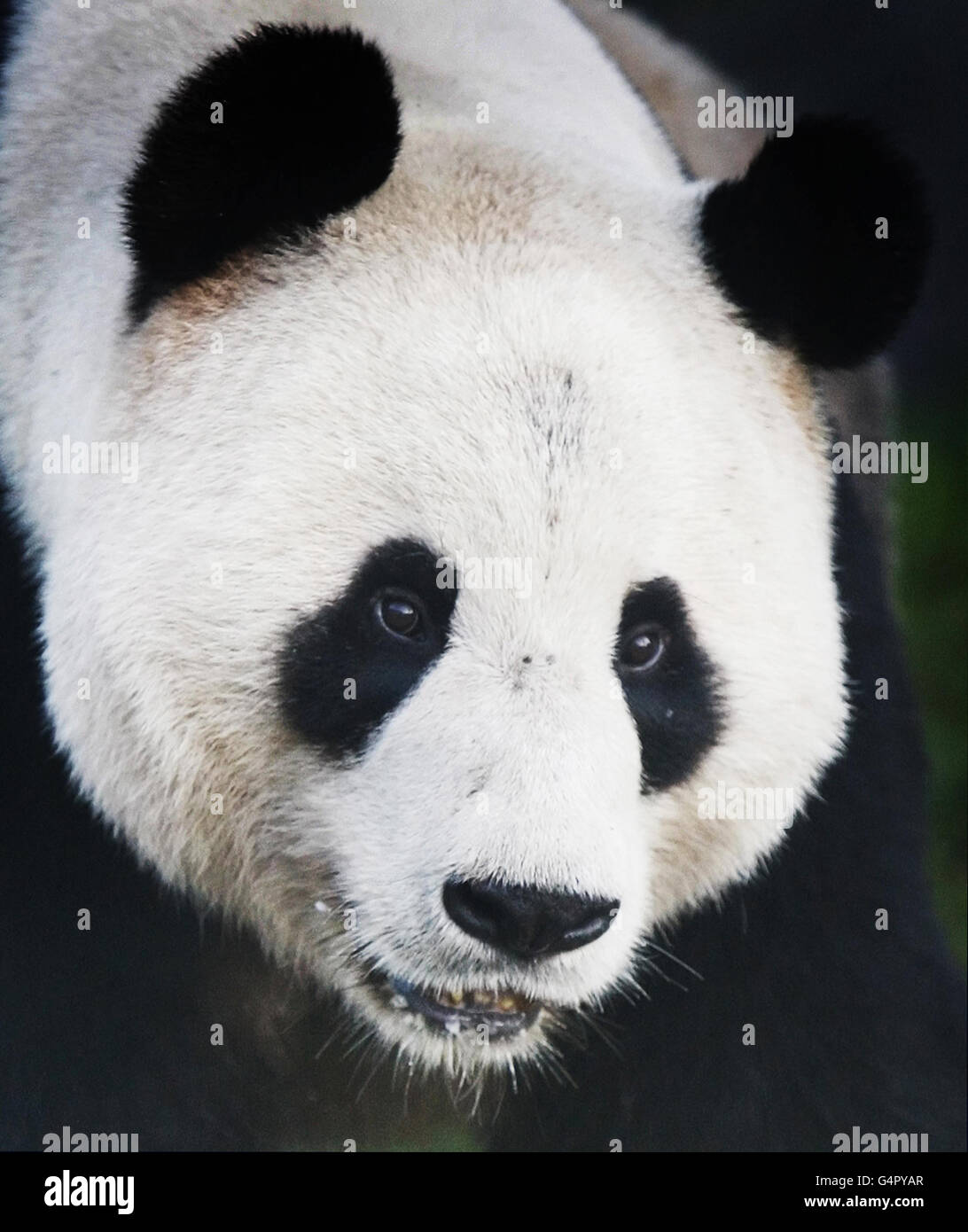 Pandas In Edinburgh Zoo Stock Photo Alamy Pandas In Edinburgh Zoo Stock Photo Alamy