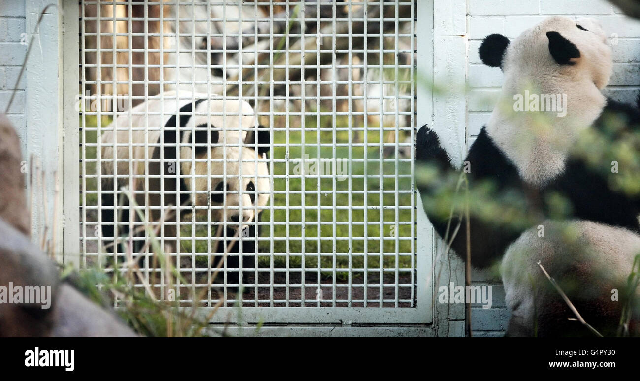 Pandas In Edinburgh Zoo Stock Photo Alamy Pandas In Edinburgh Zoo Stock Photo Alamy