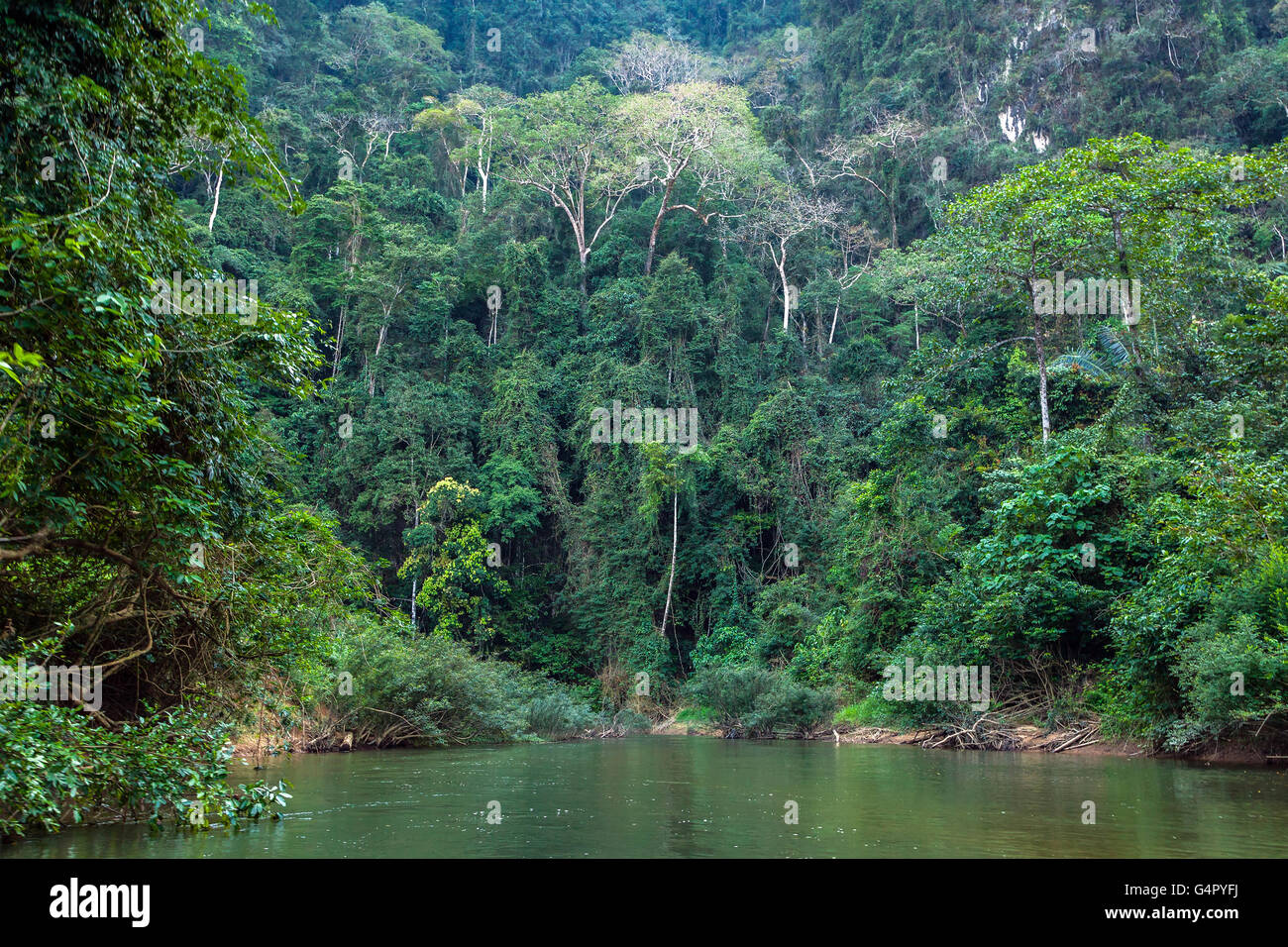 Tropical jungle Stock Photo