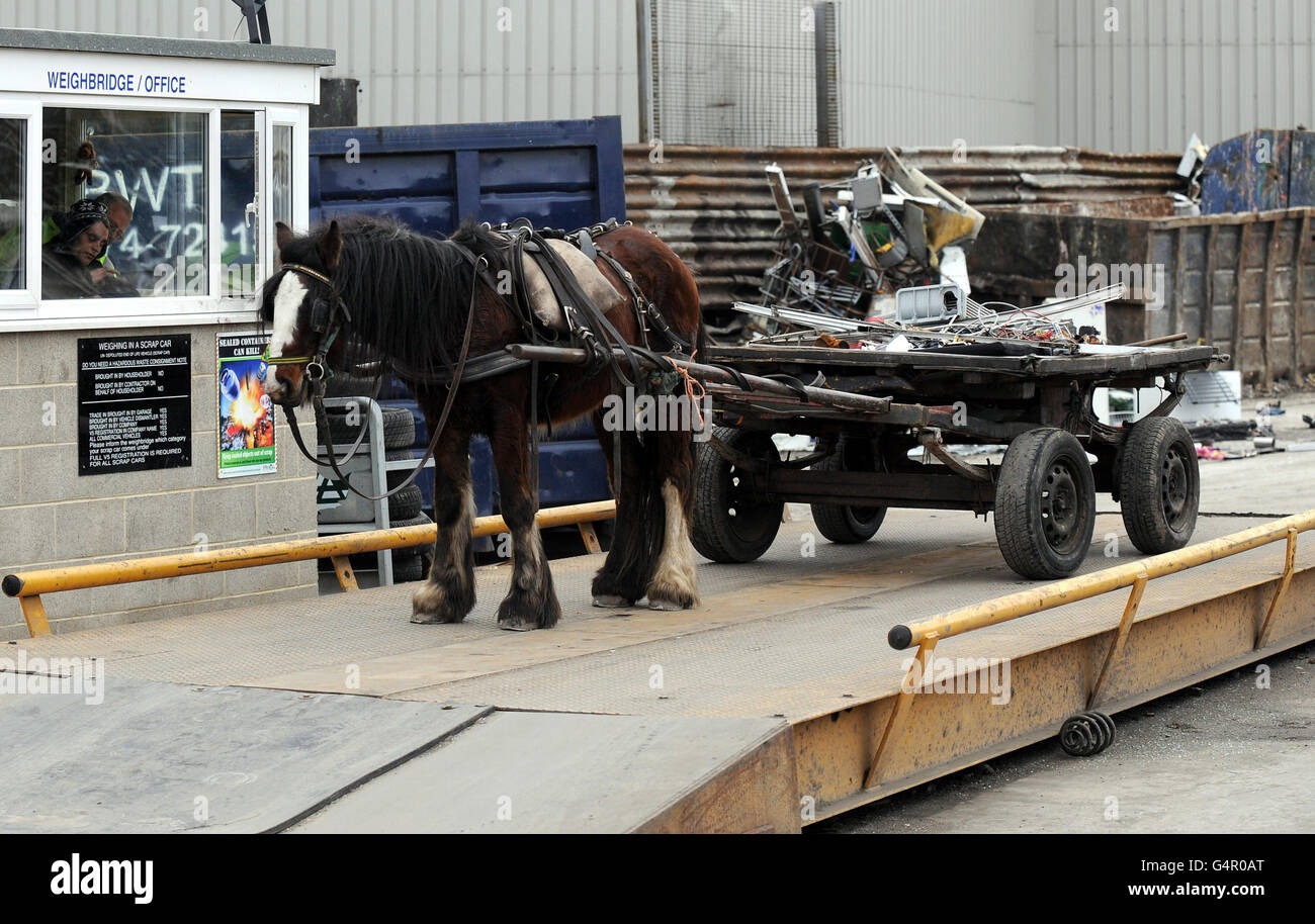 A pony stands on a weighbridge, as scrap is weighed in a scrap yard in Bradford, ahead of the autumn statement given by Chancellor of the Exchequer George Osborne tomorrow, when he will outline the state of the UK economy. Stock Photo