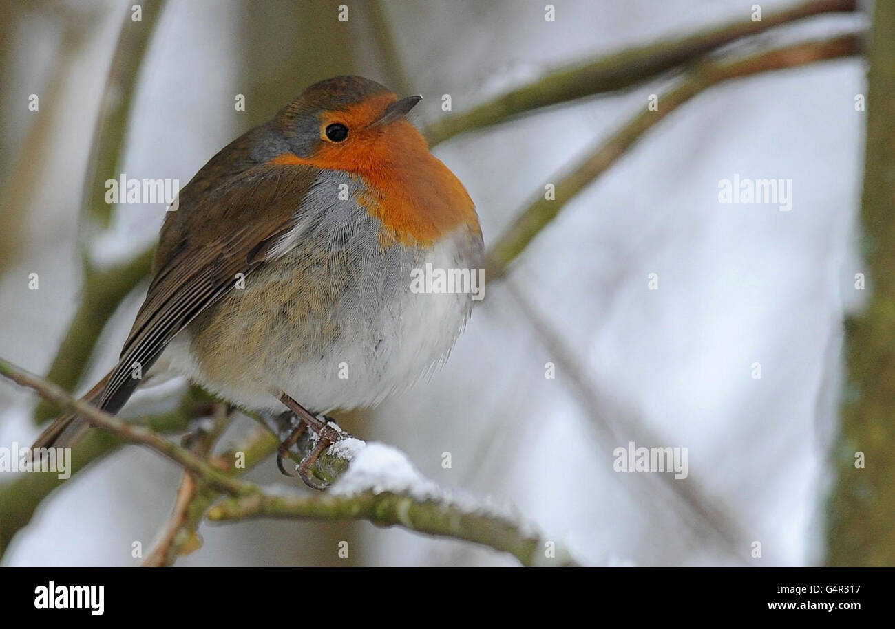A plump robin sits on a snow covered branch in Allenheads, Hexham, as snowfall continues to sweep the north of England. Stock Photo