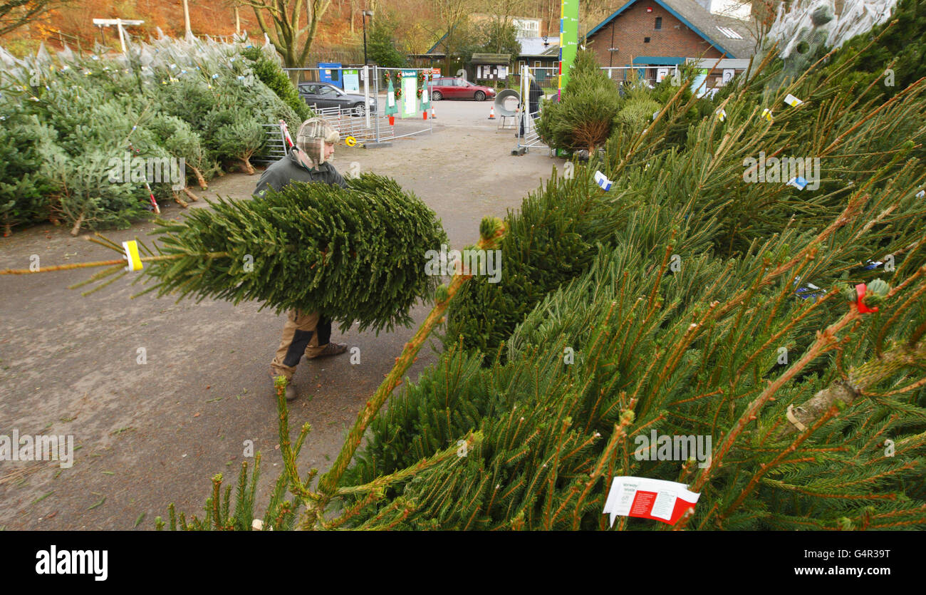 Liberty Carlton from the Forestry Commission stacks cut pine, spruce