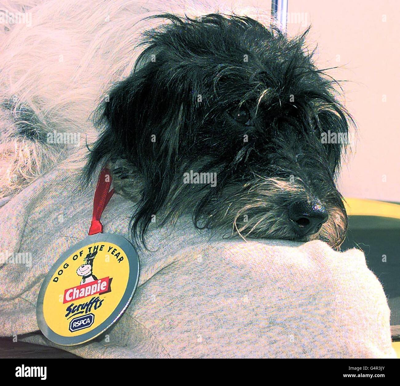 Scruffts Dave wins Scruffts Stock Photo - Alamy
