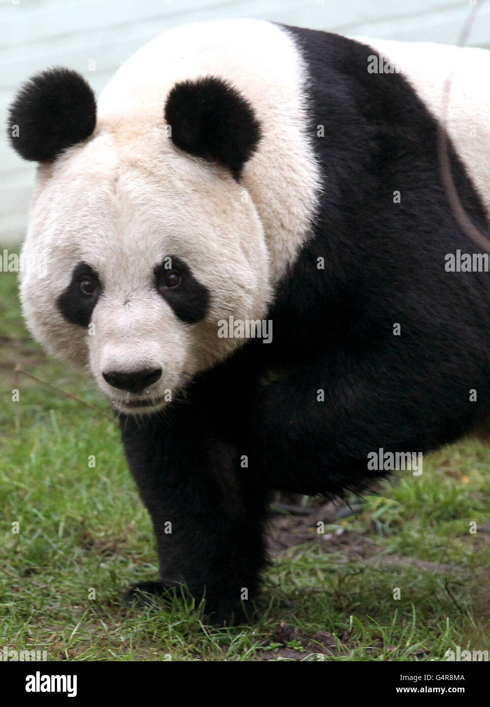 Edinburgh Zoo pandas Stock Photo Alamy