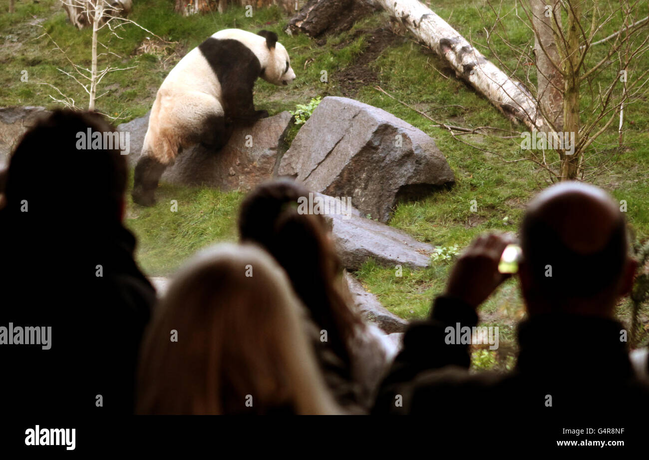 Edinburgh Zoo pandas Stock Photo Alamy