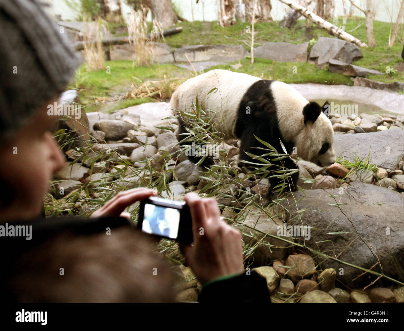 Edinburgh Zoo pandas Stock Photo Alamy