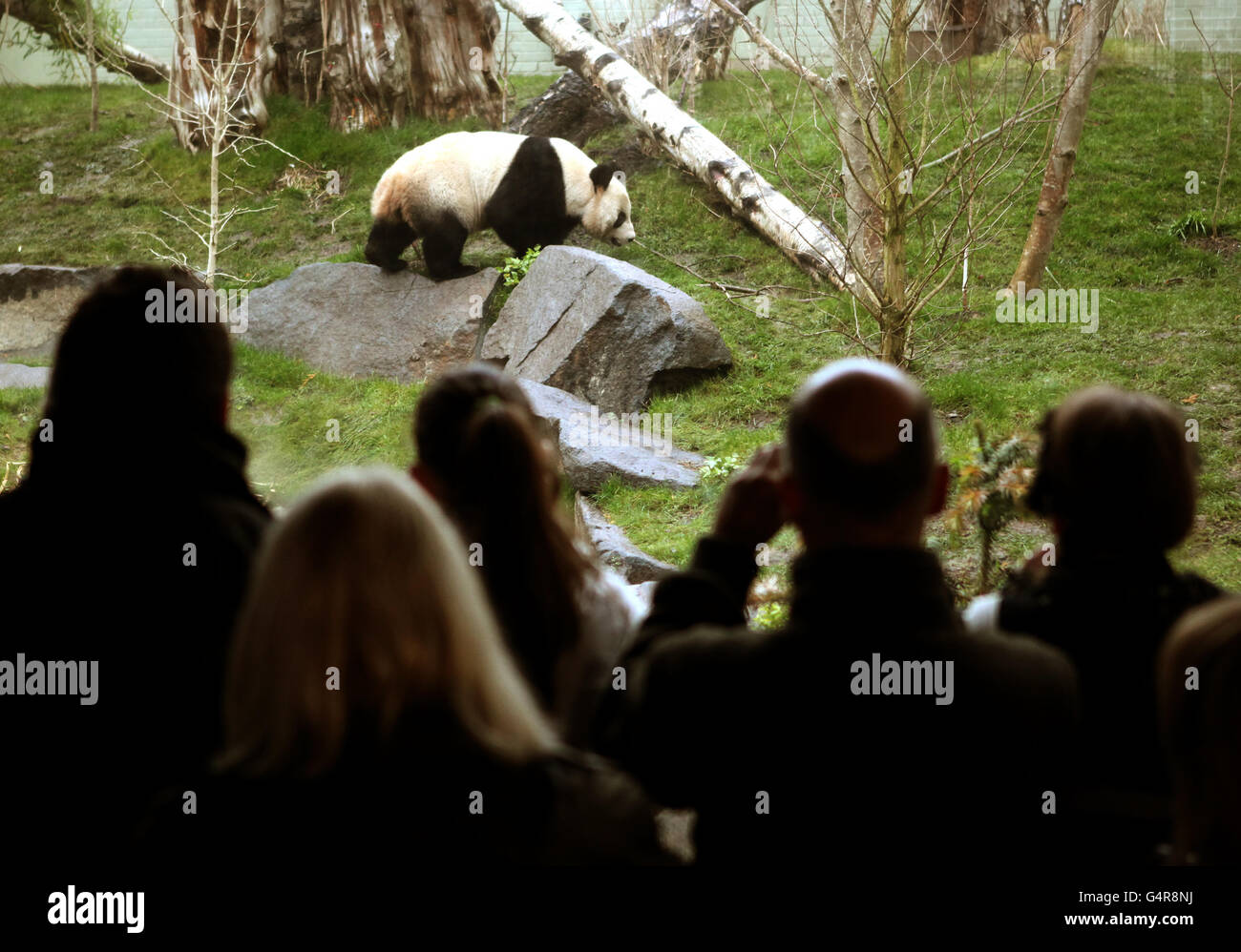 Edinburgh Zoo pandas Stock Photo Alamy