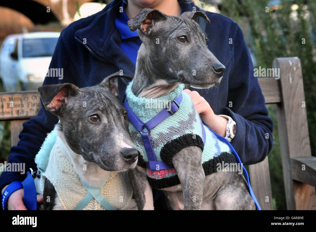 How Much Does It Cost To Adopt A Dog From Battersea Dogs Home