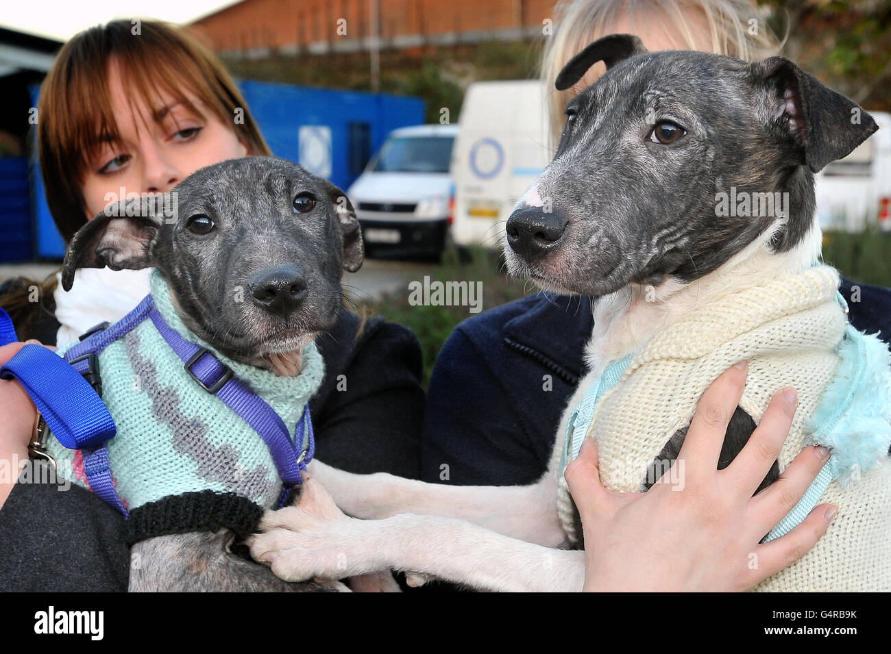 Dogs in jumpers Stock Photo Alamy