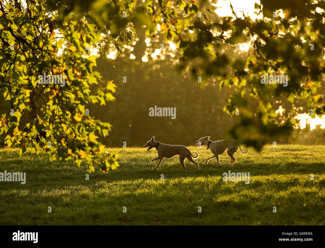 Two whippets run in Autumn light on Clapham Common, London Stock Photo