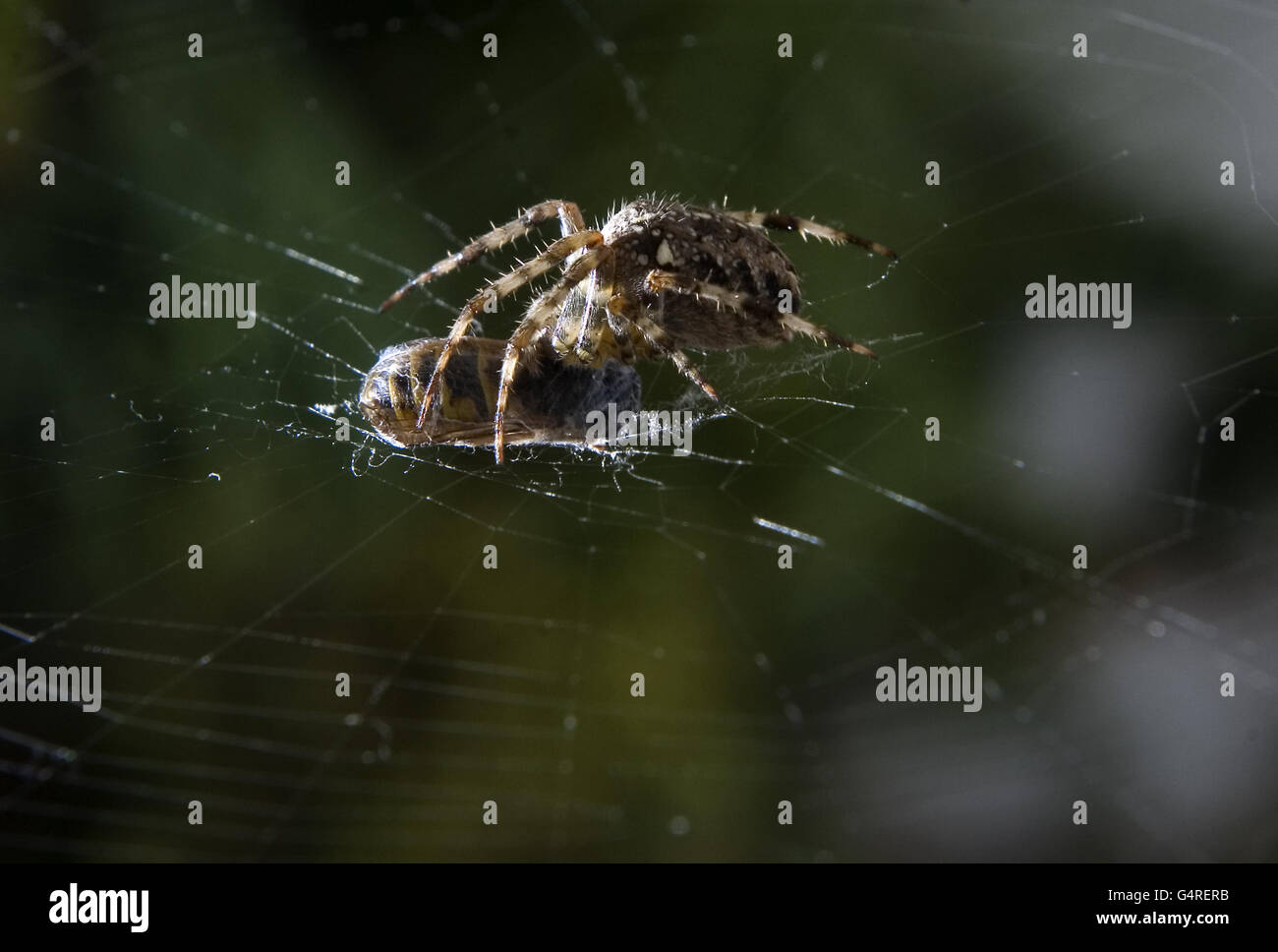 Wasp trapped in spider web hi-res stock photography and images - Alamy