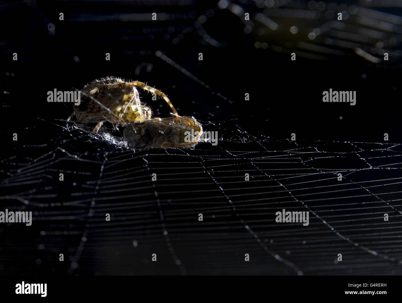 Wasp trapped in spider web hi-res stock photography and images - Alamy