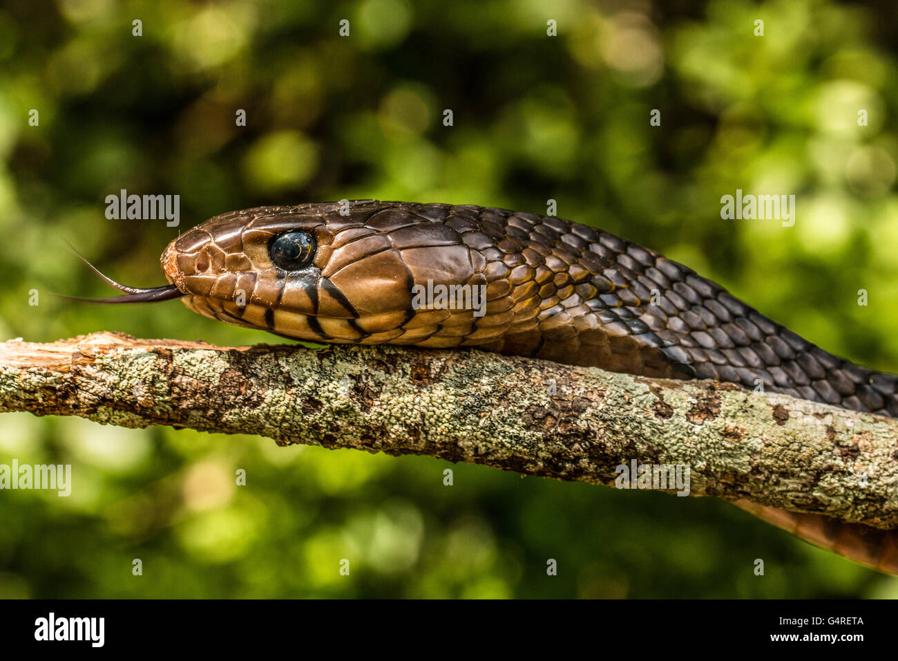 Texas Indigo Snake (Drymarchon melanurus erebennus) slithers across a branch - Camp Lula Sams, Brownsville, Texas USA Stock Photo