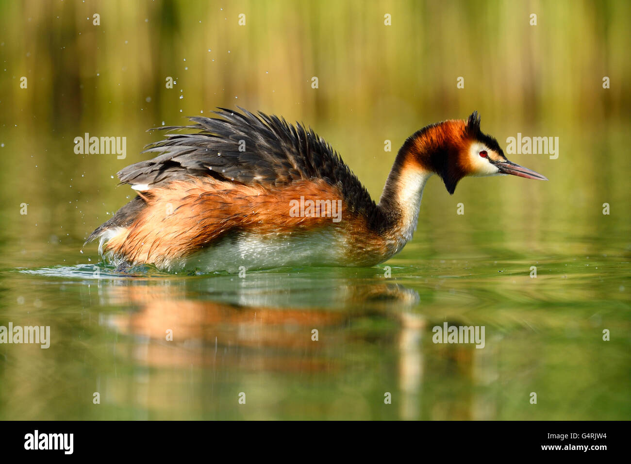 Great crested grebe (Podiceps cristatus) shaking feathers in water, Lake Lucerne, Canton of Lucerne, Switzerland Stock Photo