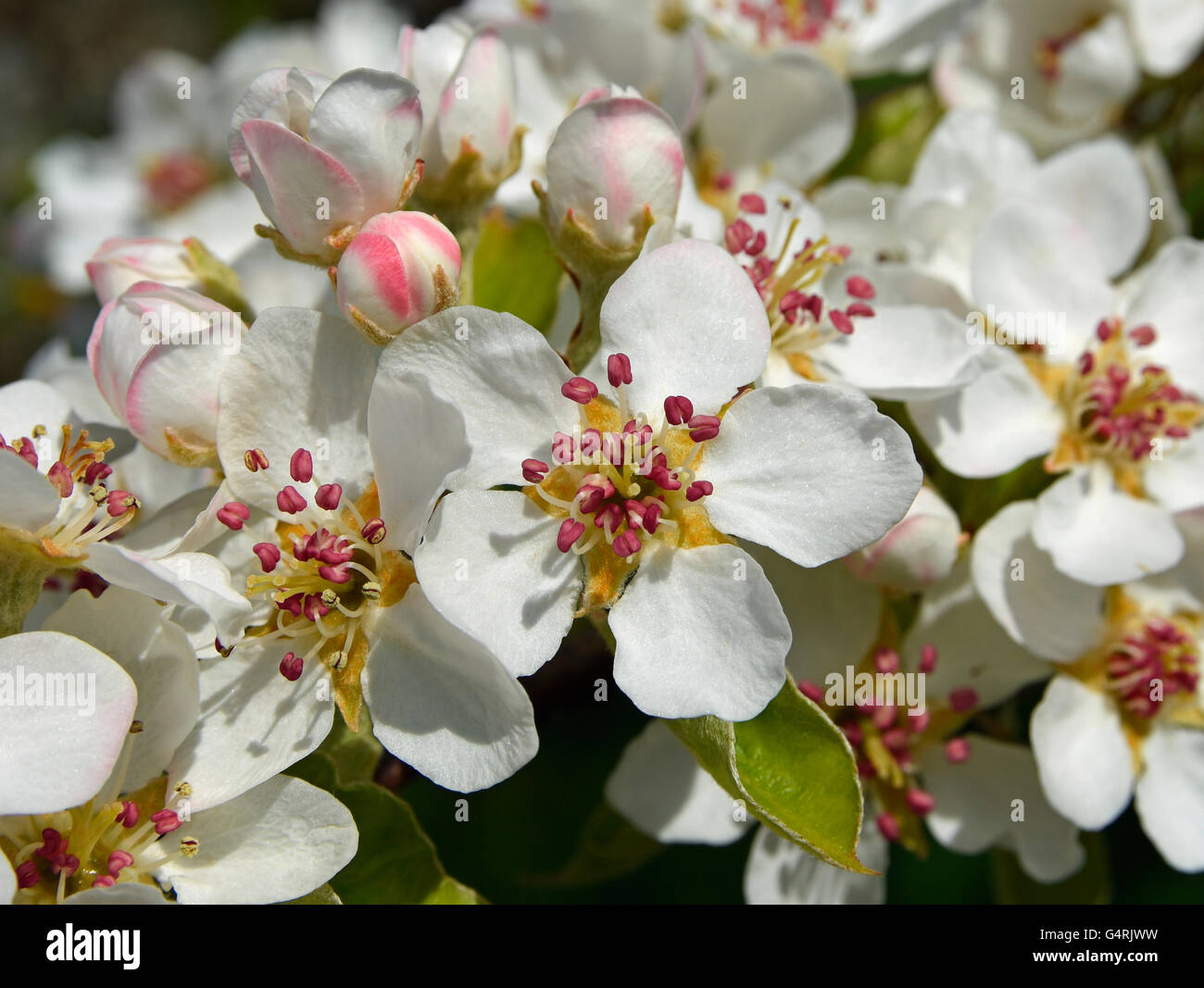 Pear blossom, Herrenberg, Baden-Württemberg, Germany Stock Photo