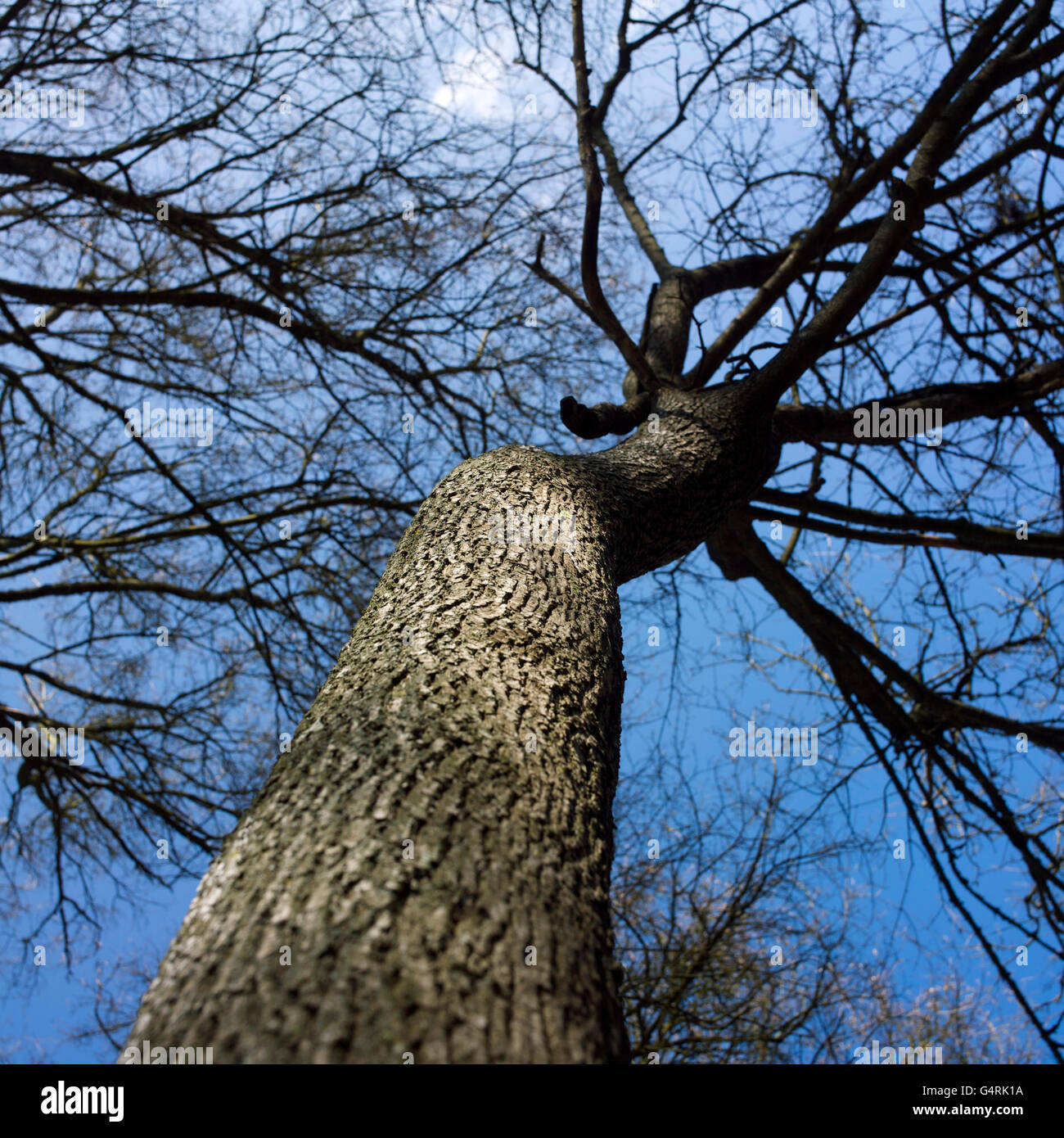 Decidious tree, worm's-eye view Stock Photo