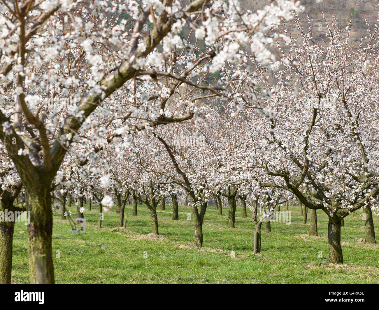 Apricot trees in full blossom (Prunus armeniaca), Wachau valley, Lower Austria, Austria, Europe Stock Photo
