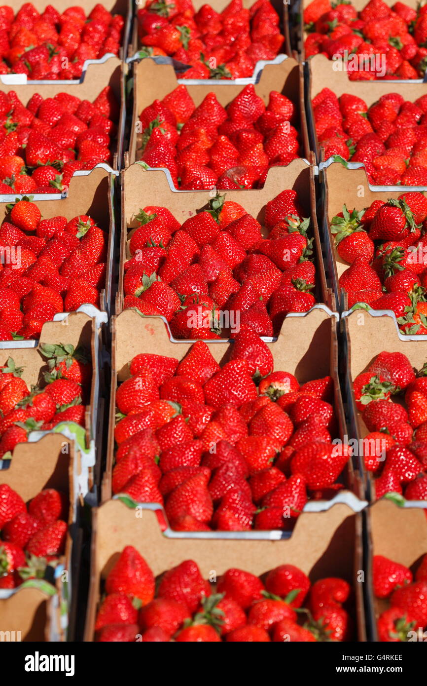 Strawberries fragaria sp hires stock photography and images Alamy