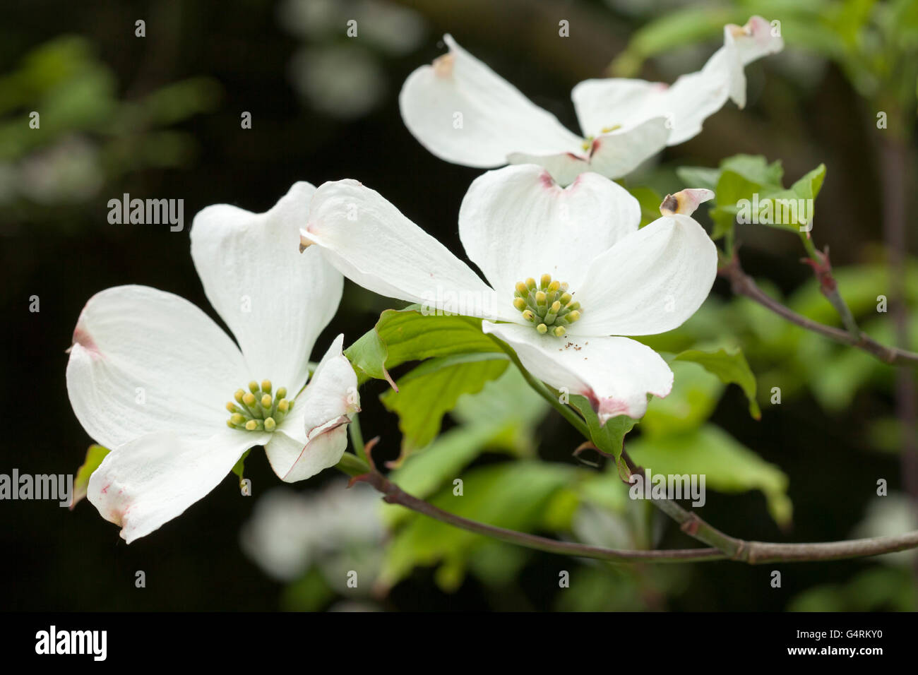 Flowering Dogwood (Cornus florida), Botanical Garden, Duesseldorf, North Rhine-Westphalia Stock Photo