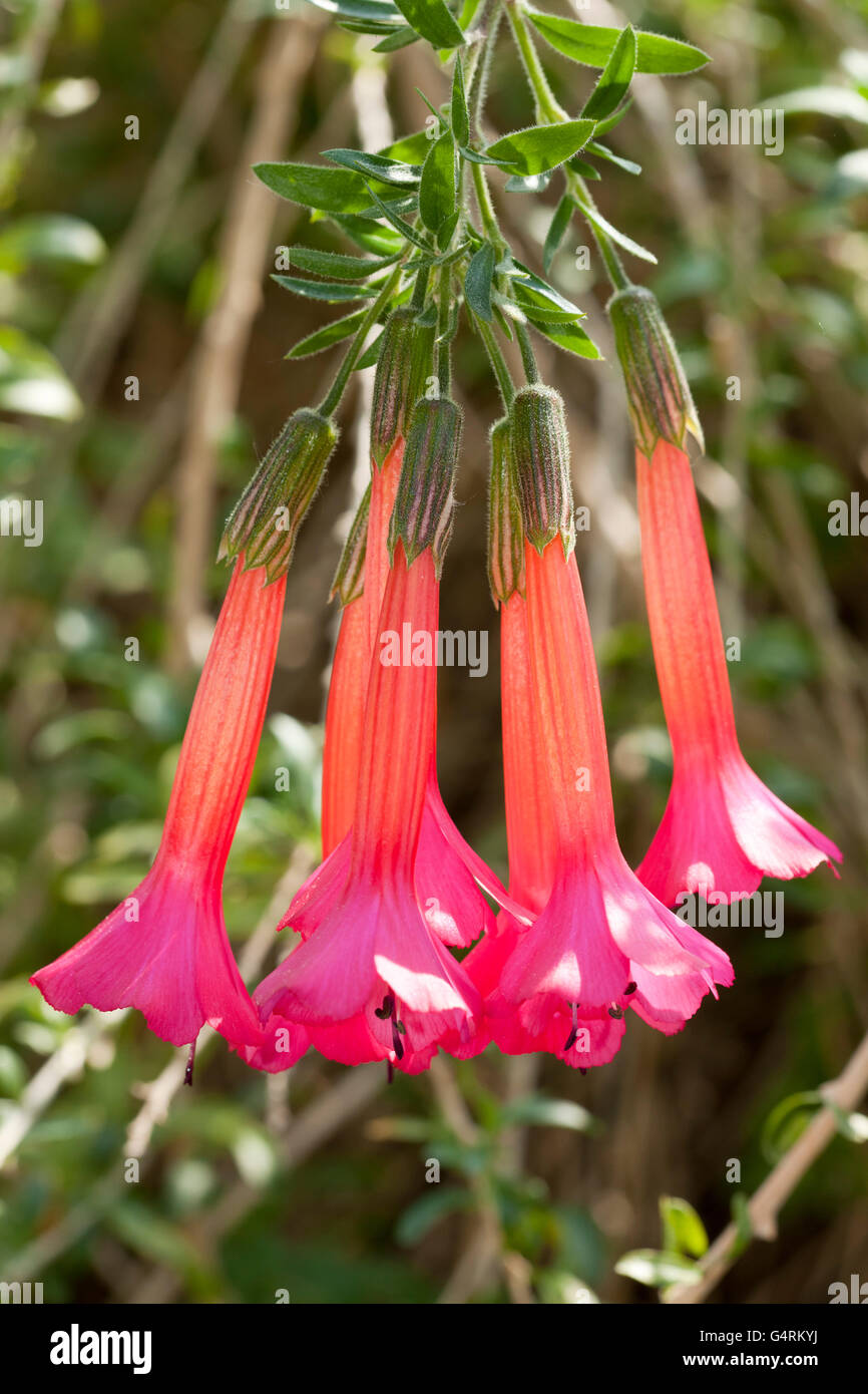 Sacred Flower of the Andes (Cantua buxifolia), native to Peru, Bolivia